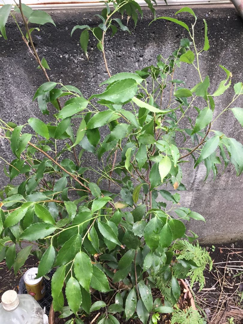 ※ハイノキ　90センチ※