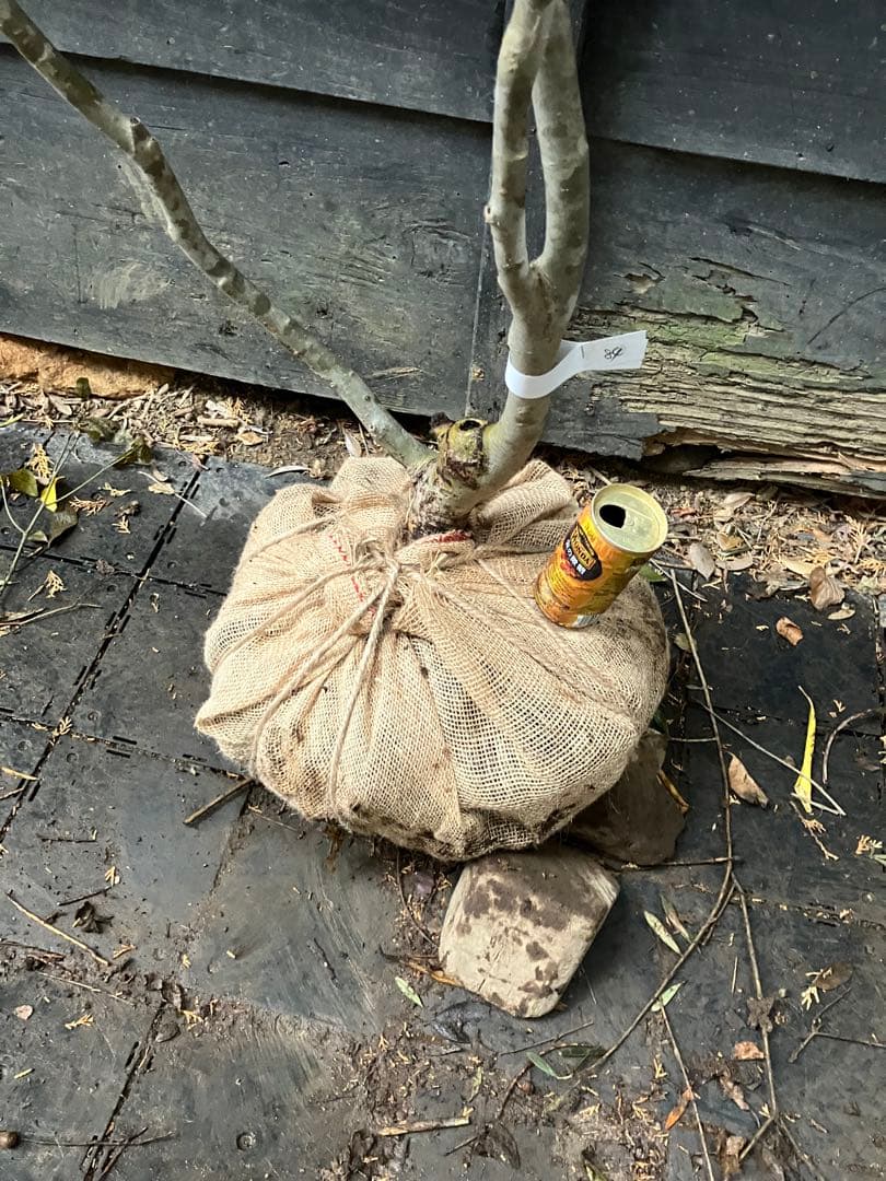 84 山採り　アオダモ