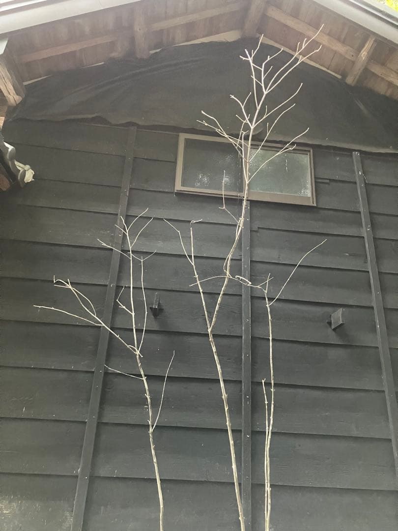 84 山採り　アオダモ