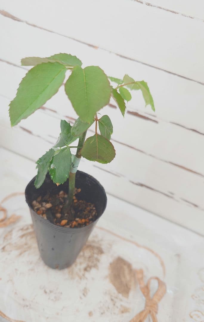 ❀Aliceꫂ ၴႅၴさま❀　バラ　苗　切り花品種　幻想的な色あい　 る