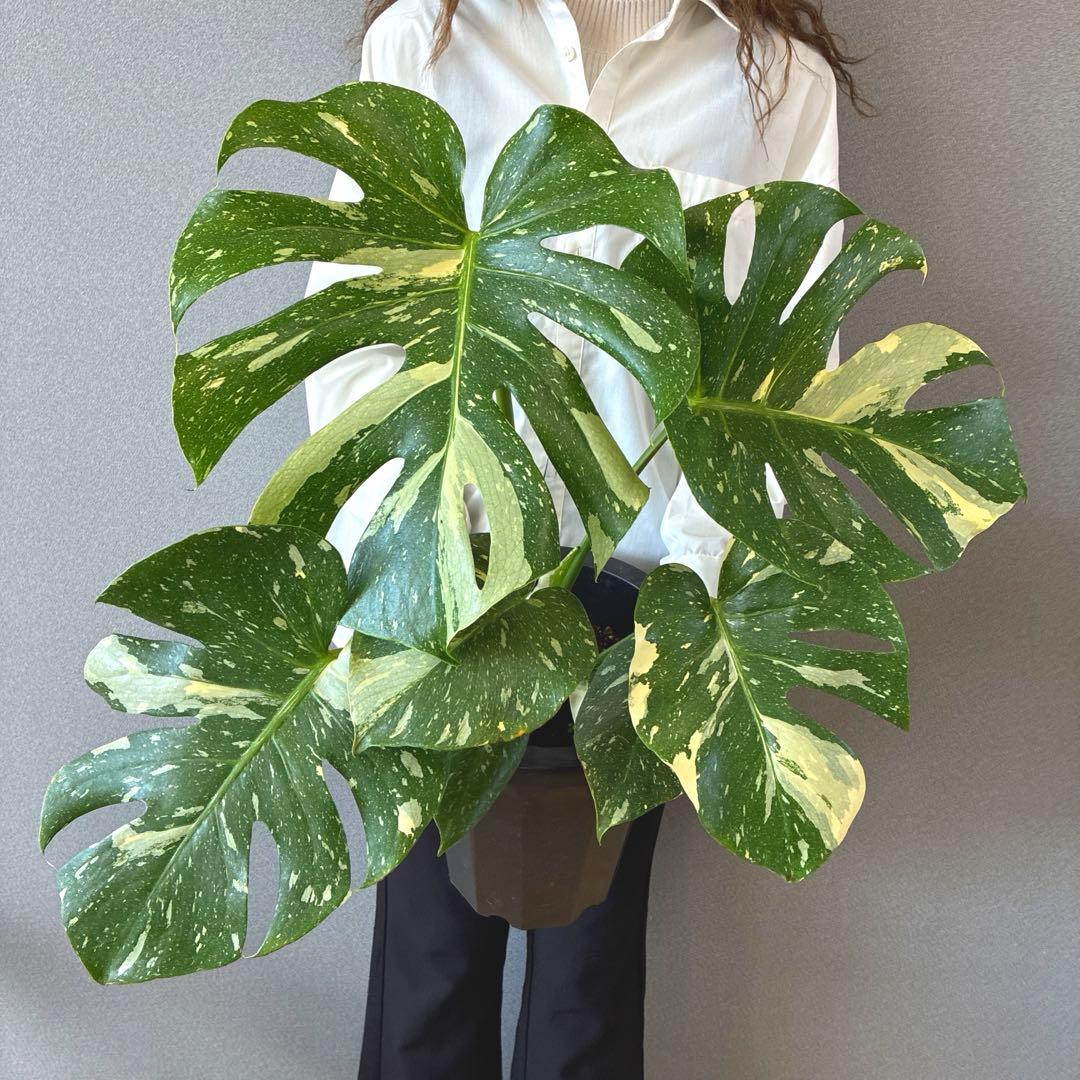 超希少❗️美株❗️サイズ大❗️モンステラ　タイコンステレーション✨