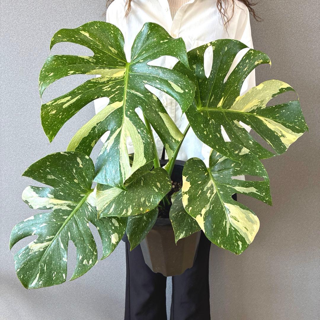 超希少❗️美株❗️サイズ大❗️モンステラ　タイコンステレーション✨
