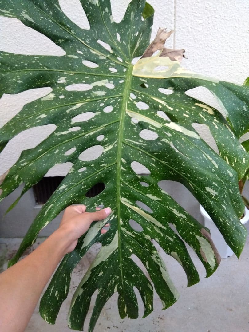 モンステラ　デリシオーサ　タイコンステレーション　斑入り　７号鉢つき　超大葉❗③