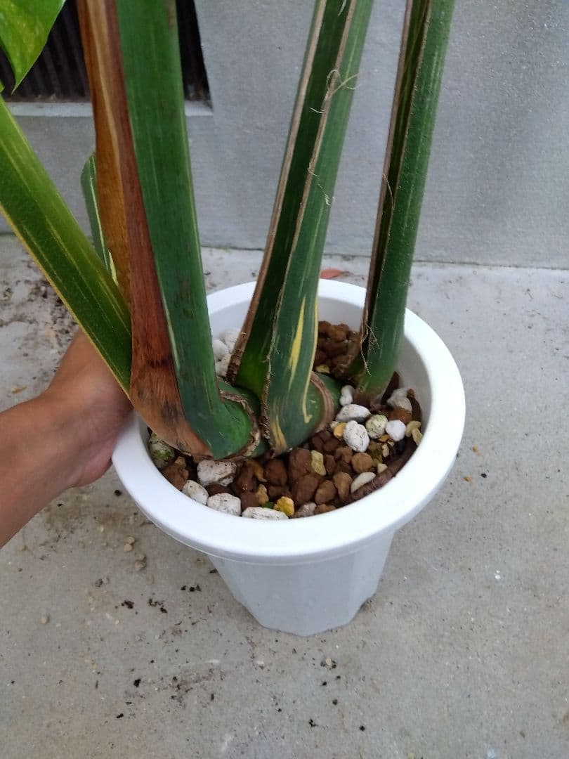 モンステラ　デリシオーサ　タイコンステレーション　斑入り　７号鉢つき　超大葉❗③