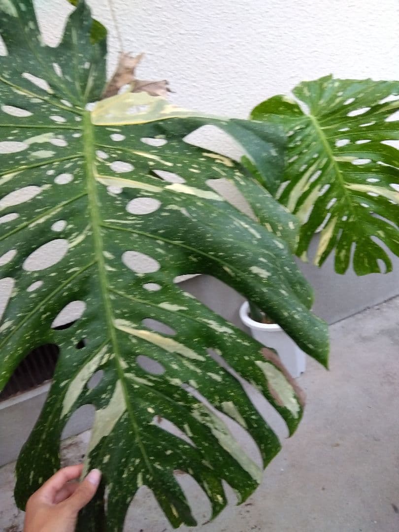 モンステラ　デリシオーサ　タイコンステレーション　斑入り　７号鉢つき　超大葉❗③