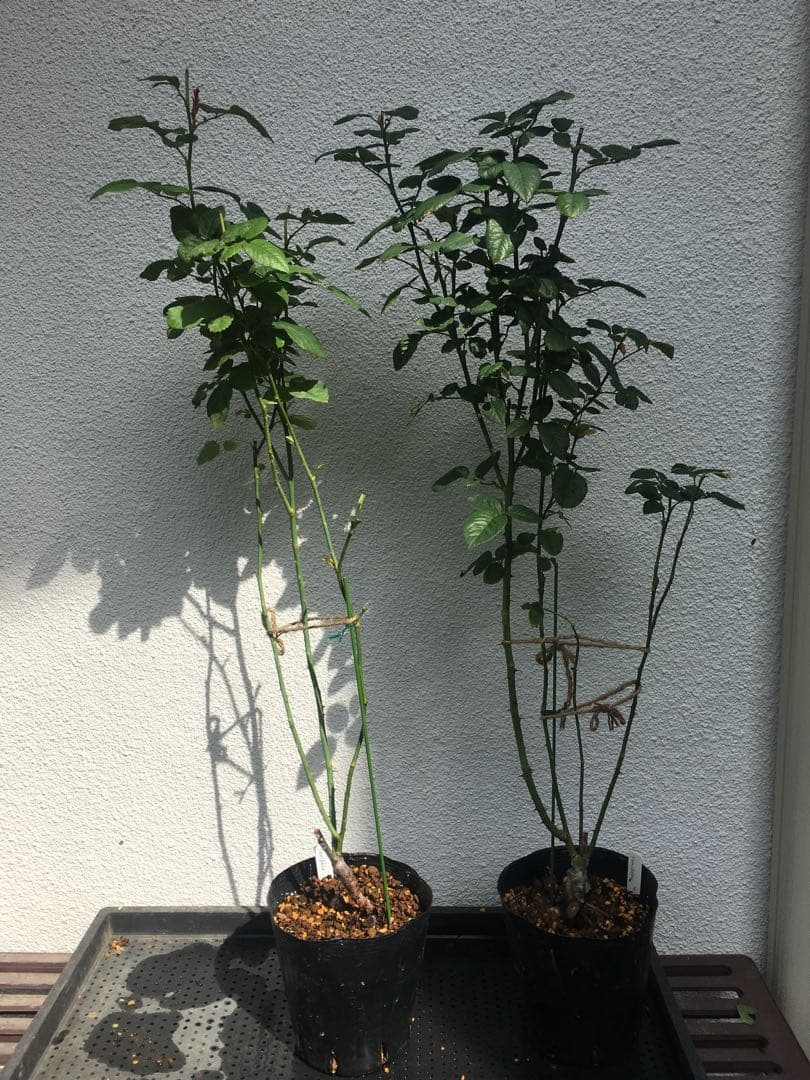 ひろココさま ご確認用 バラ苗木