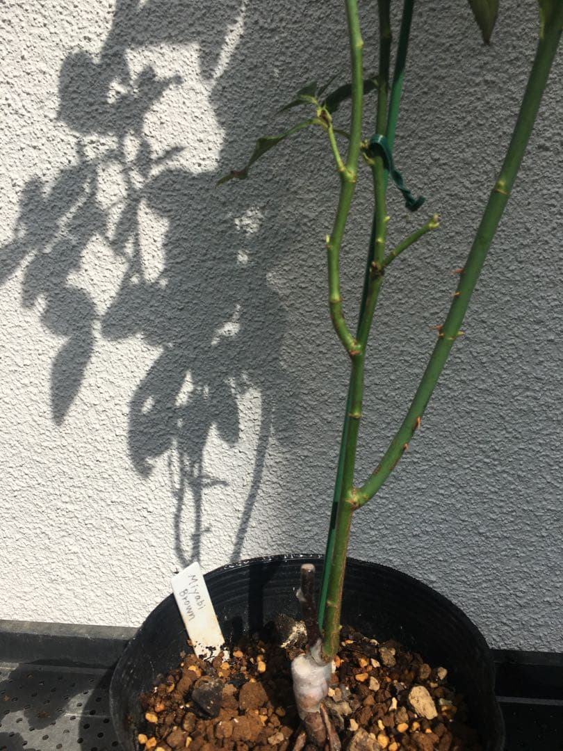 ひろココさま ご確認用 バラ苗木