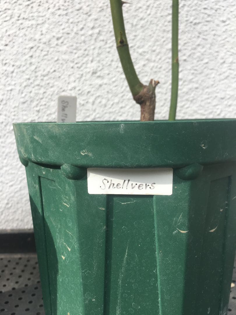 ひろココさま ご確認用 バラ苗木