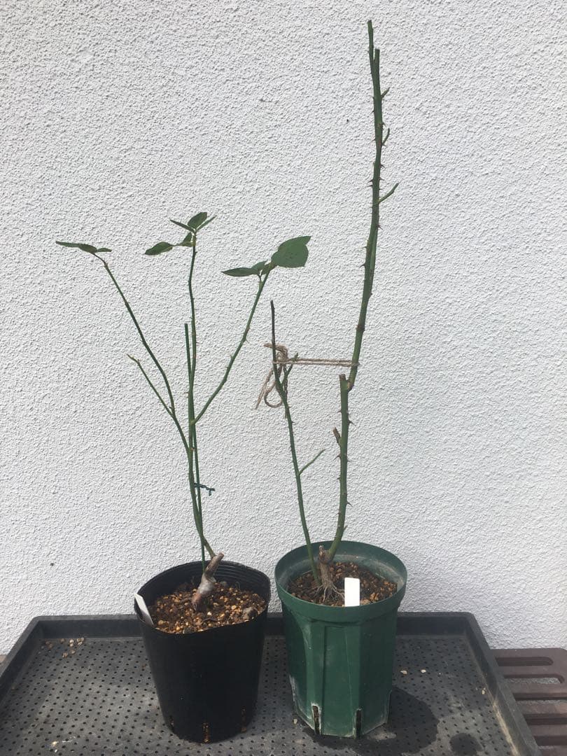 ひろココさま ご確認用 バラ苗木