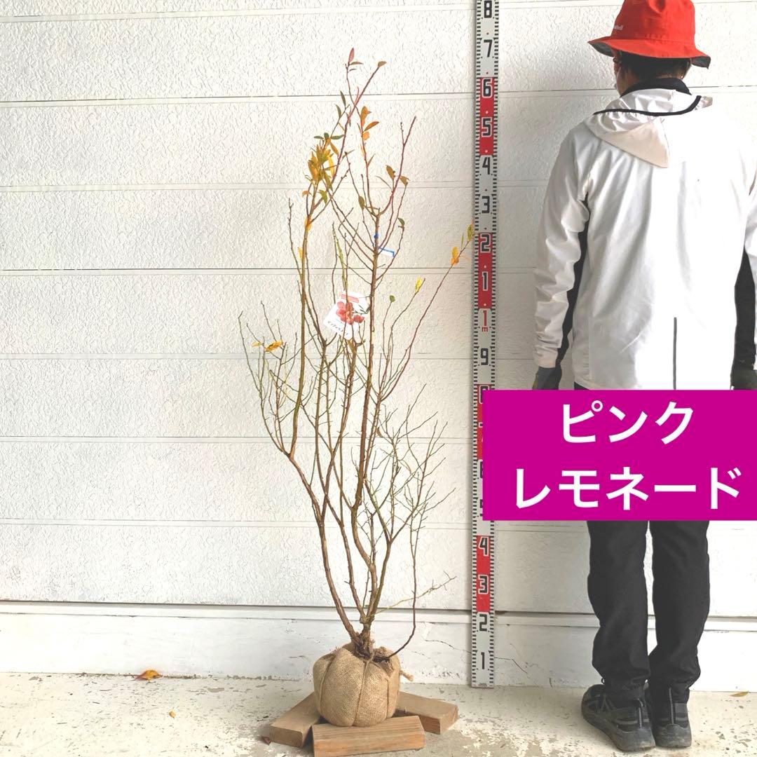 ピンクの実　ブルーベリー　ピンクレモネード　苗木/果樹苗/果物　85