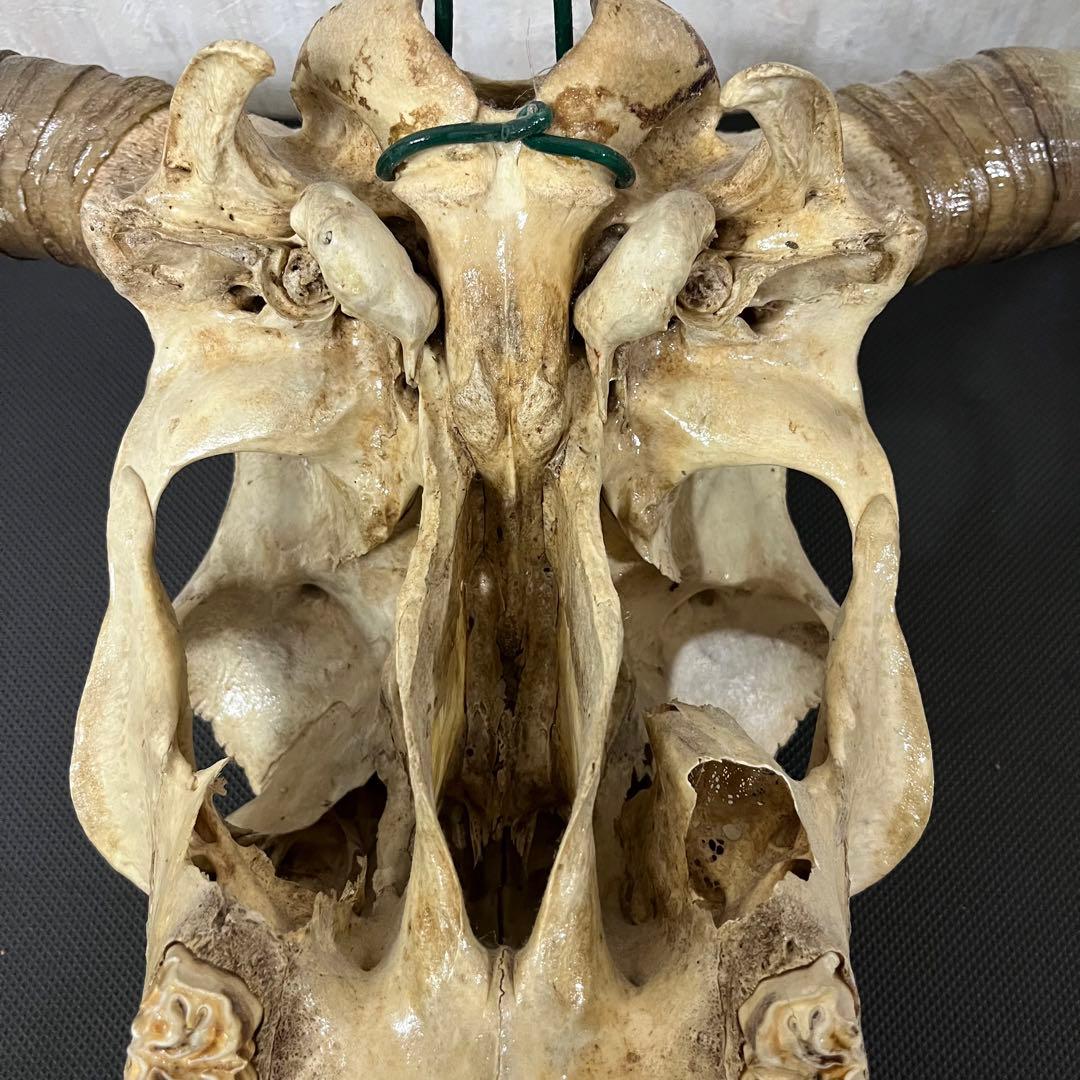 希少品 ヴィンテージ　ビッグサイズ　スカルヘッド　バッファロースカル