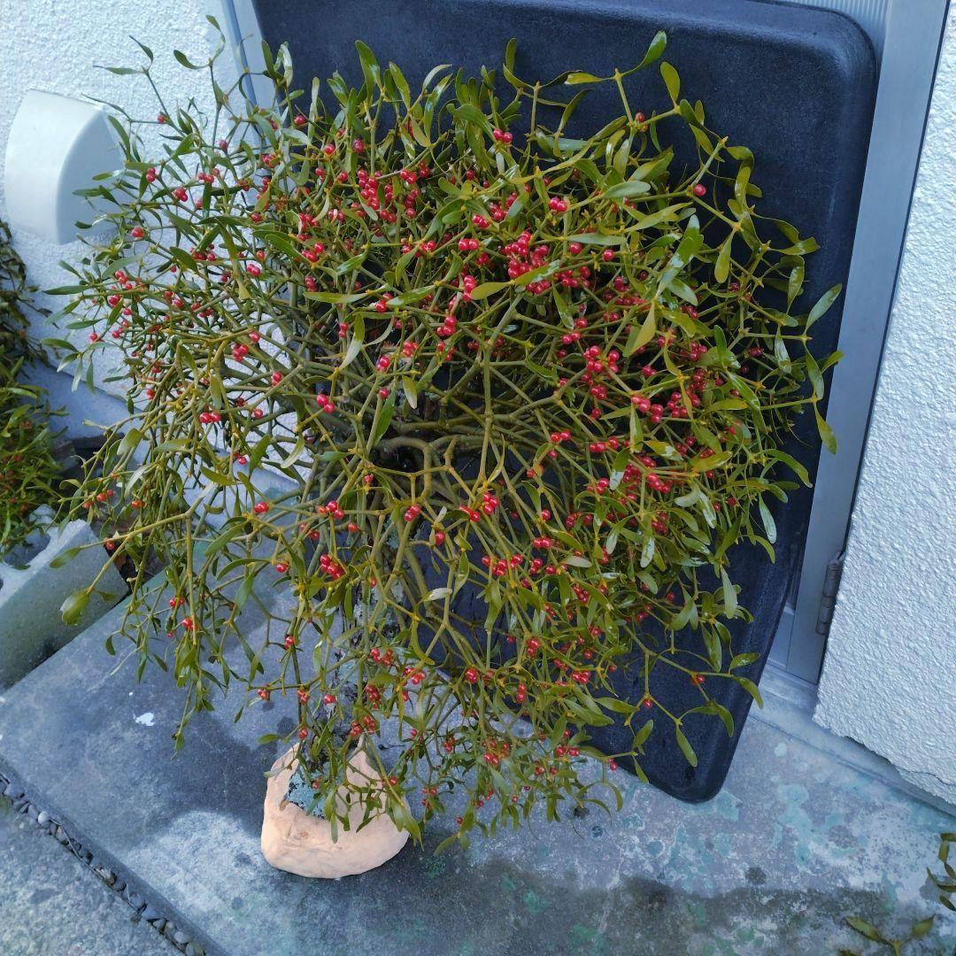 ヤドリギno.79　やや大型