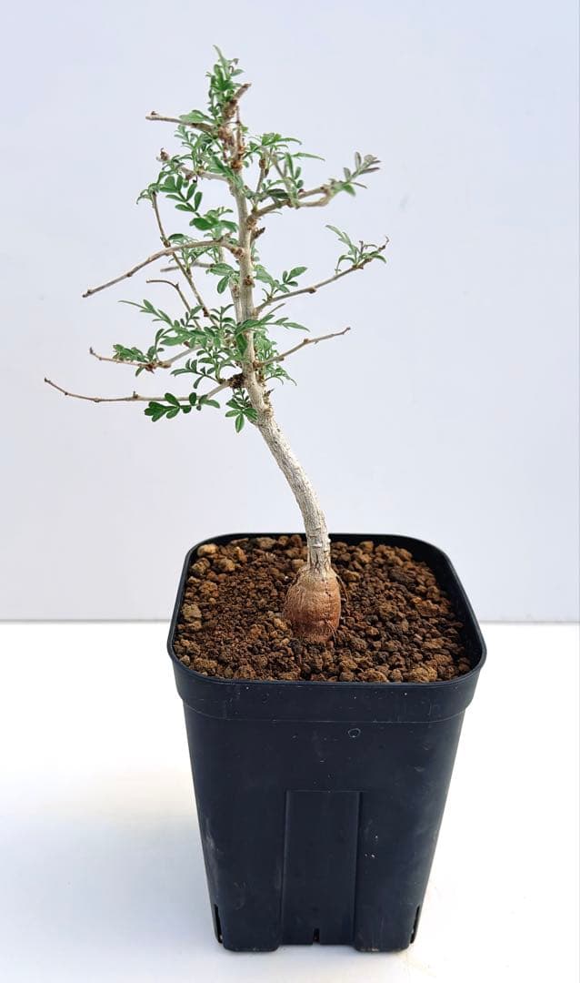 オペルクリカリア　ヒファエノイデス