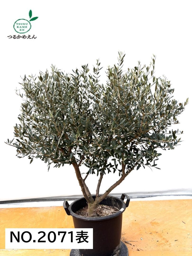 オリーブの木　ネバディロブランコ　約130cm　NO.2071　大型　人気　現品