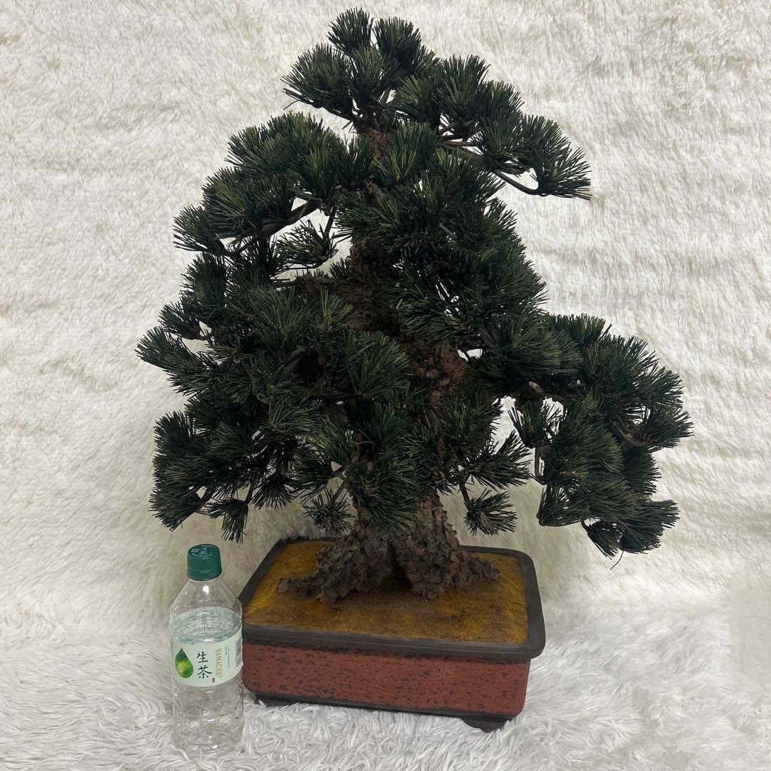 【美品】造花 盆栽 レプリカ 松　ビッグサイズ