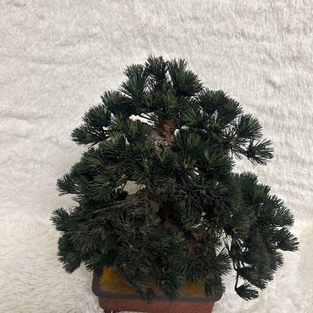 【美品】造花 盆栽 レプリカ 松　ビッグサイズ