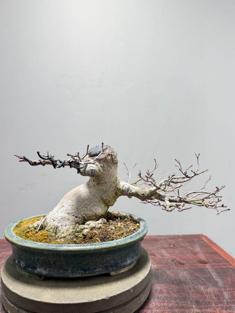 【ガチ盆栽】ヤマモミジ　懸崖式　激古　鴻陽鉢　無傷