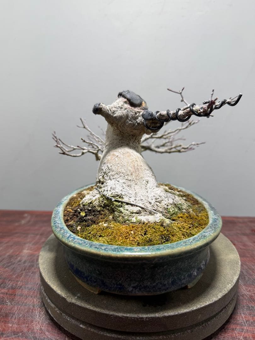 【ガチ盆栽】ヤマモミジ　懸崖式　激古　鴻陽鉢　無傷