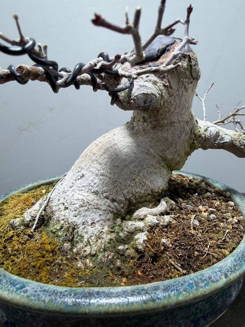 【ガチ盆栽】ヤマモミジ　懸崖式　激古　鴻陽鉢　無傷