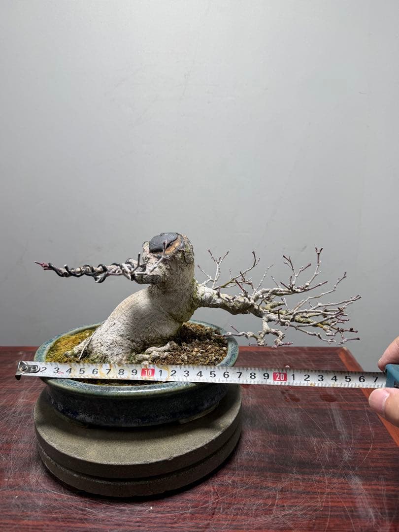 【ガチ盆栽】ヤマモミジ　懸崖式　激古　鴻陽鉢　無傷