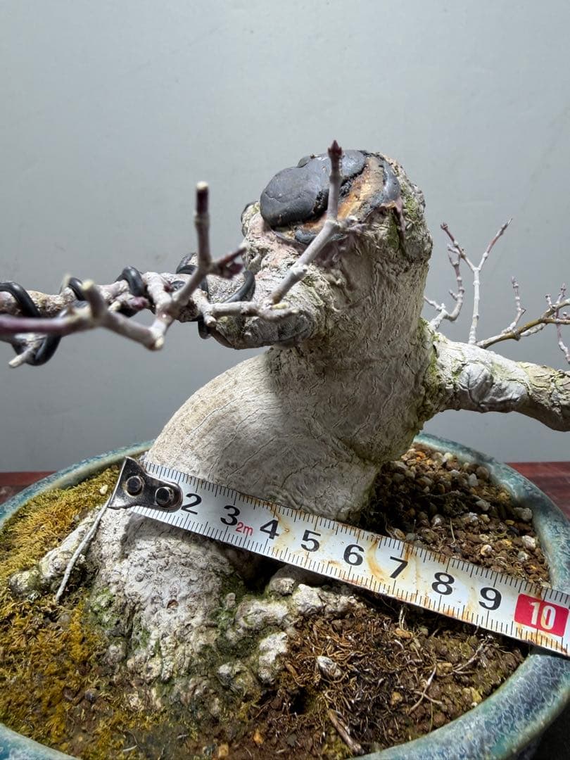 【ガチ盆栽】ヤマモミジ　懸崖式　激古　鴻陽鉢　無傷