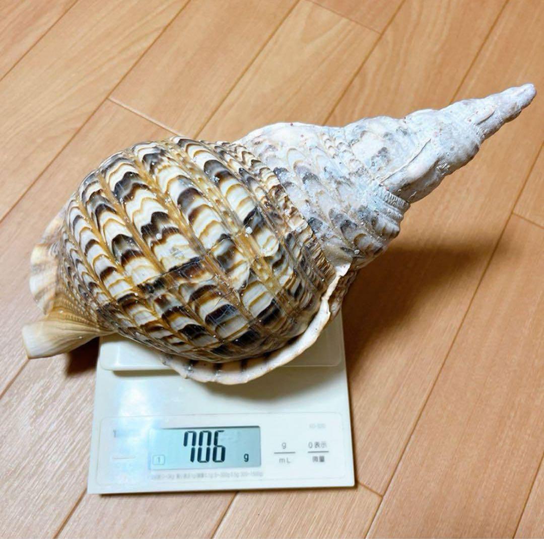 【沖縄】天然ホラ貝 法螺貝 ホラ貝 インテリア 魔除け