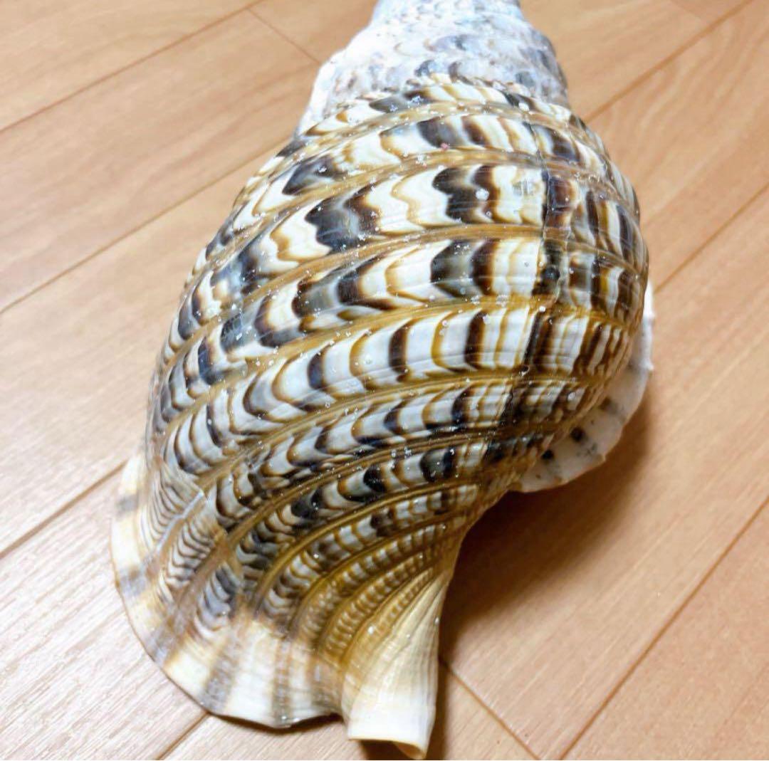 【沖縄】天然ホラ貝 法螺貝 ホラ貝 インテリア 魔除け