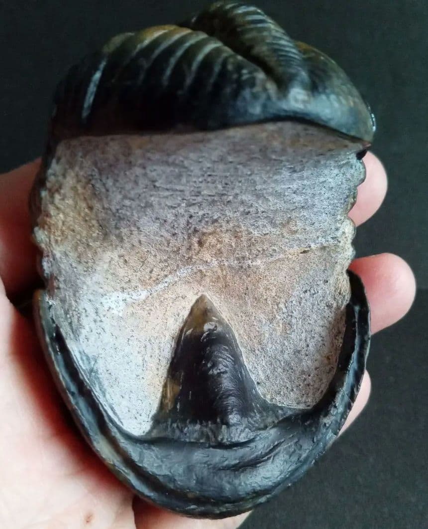 ジャイアントファコプス　超大型種　極美麗　ハイポストーマ有り　極めて希少　特級