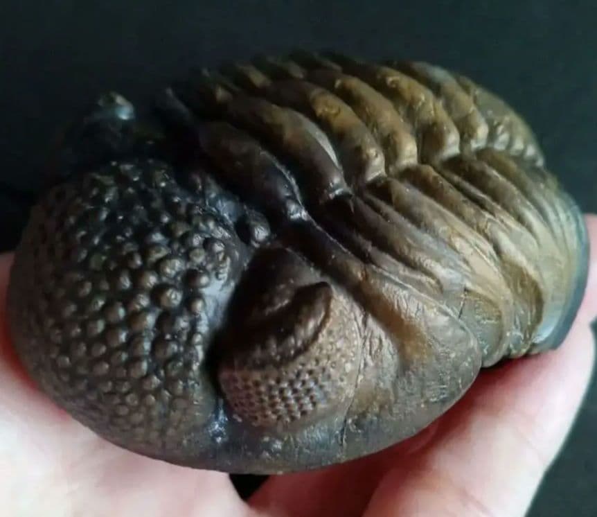 ジャイアントファコプス　超大型種　極美麗　ハイポストーマ有り　極めて希少　特級