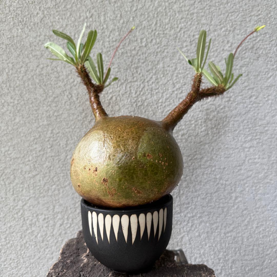 149【現地球・発根済み】まんまるパキポディウム・グラキリス　バリエム鉢付き