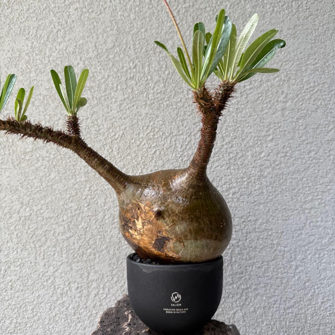 149【現地球・発根済み】まんまるパキポディウム・グラキリス　バリエム鉢付き