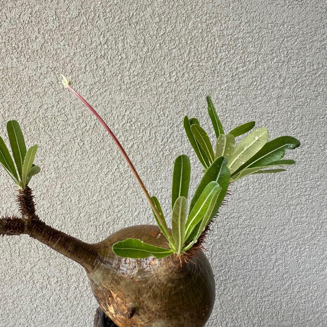 149【現地球・発根済み】まんまるパキポディウム・グラキリス　バリエム鉢付き