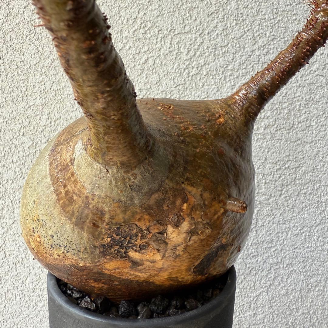 149【現地球・発根済み】まんまるパキポディウム・グラキリス　バリエム鉢付き