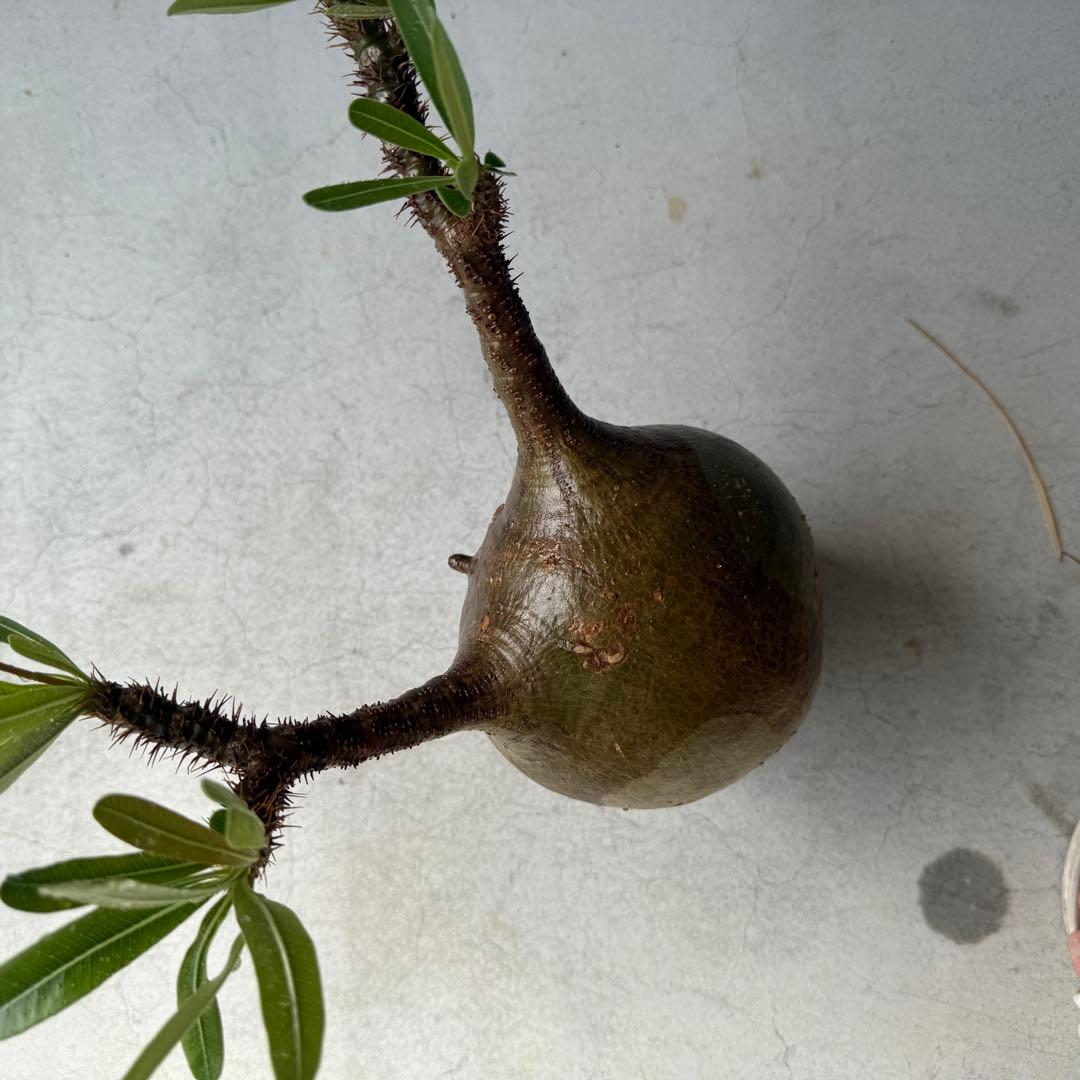 149【現地球・発根済み】まんまるパキポディウム・グラキリス　バリエム鉢付き