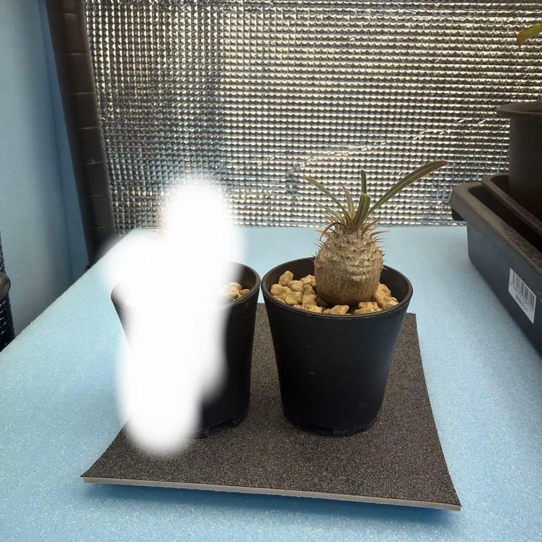 グラキリス　実生12 短小丸型