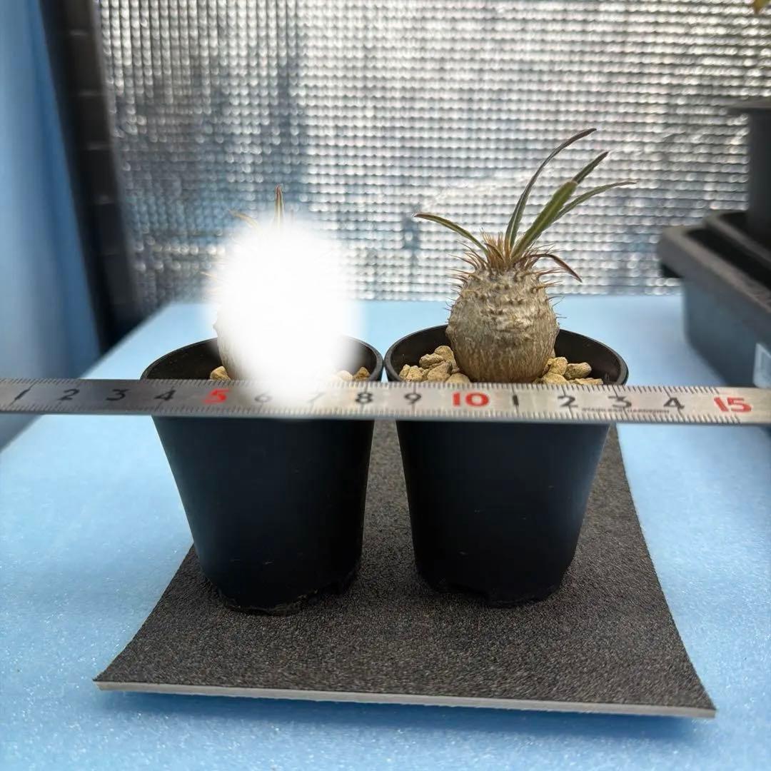 グラキリス　実生12 短小丸型