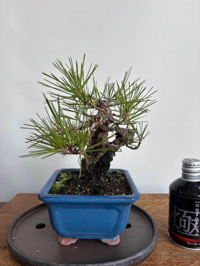 黒松　岩石性　盆栽