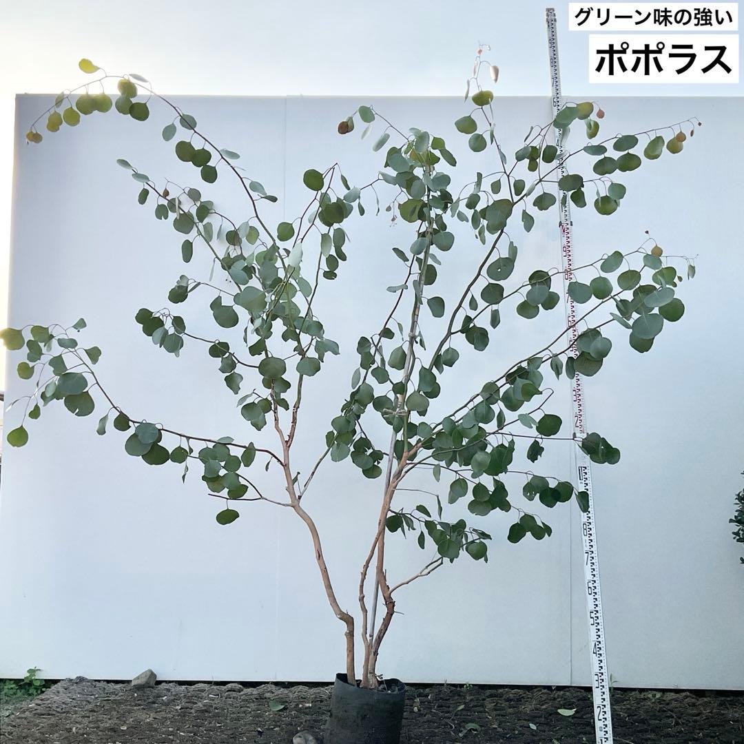 ポポラス　株立ち　/ 729