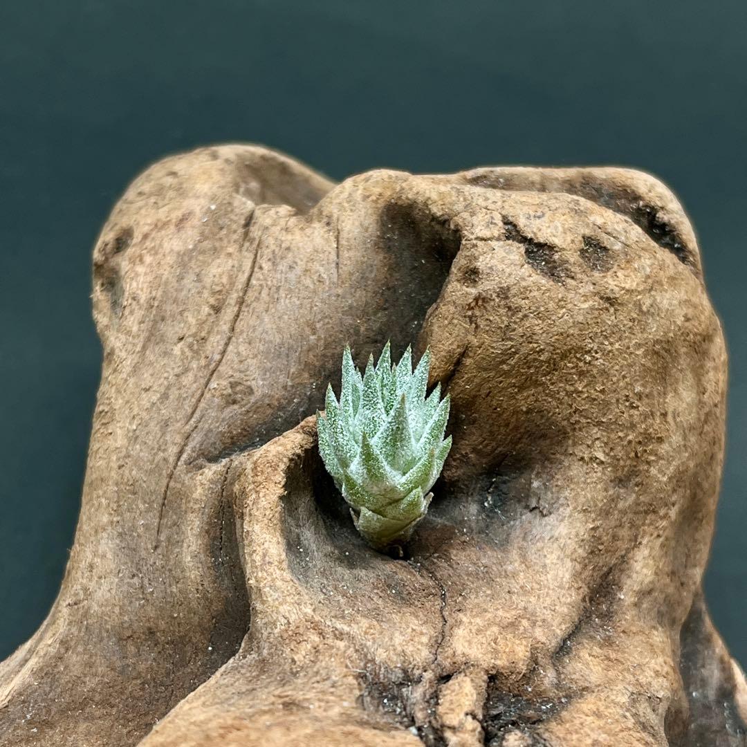 チランジア イオナンタ バンハイニンギー ミノール