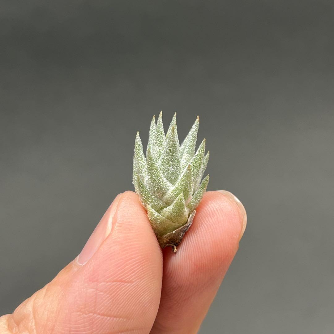 チランジア イオナンタ バンハイニンギー ミノール