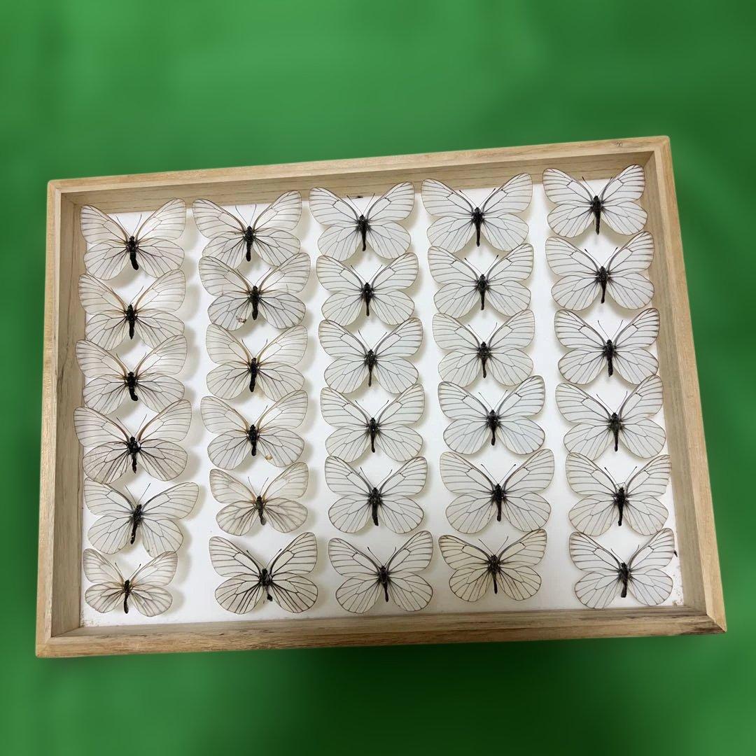 希少蝶標本現状品のみドイツガラスケースサイズ40x30x6cm 現状品のみ