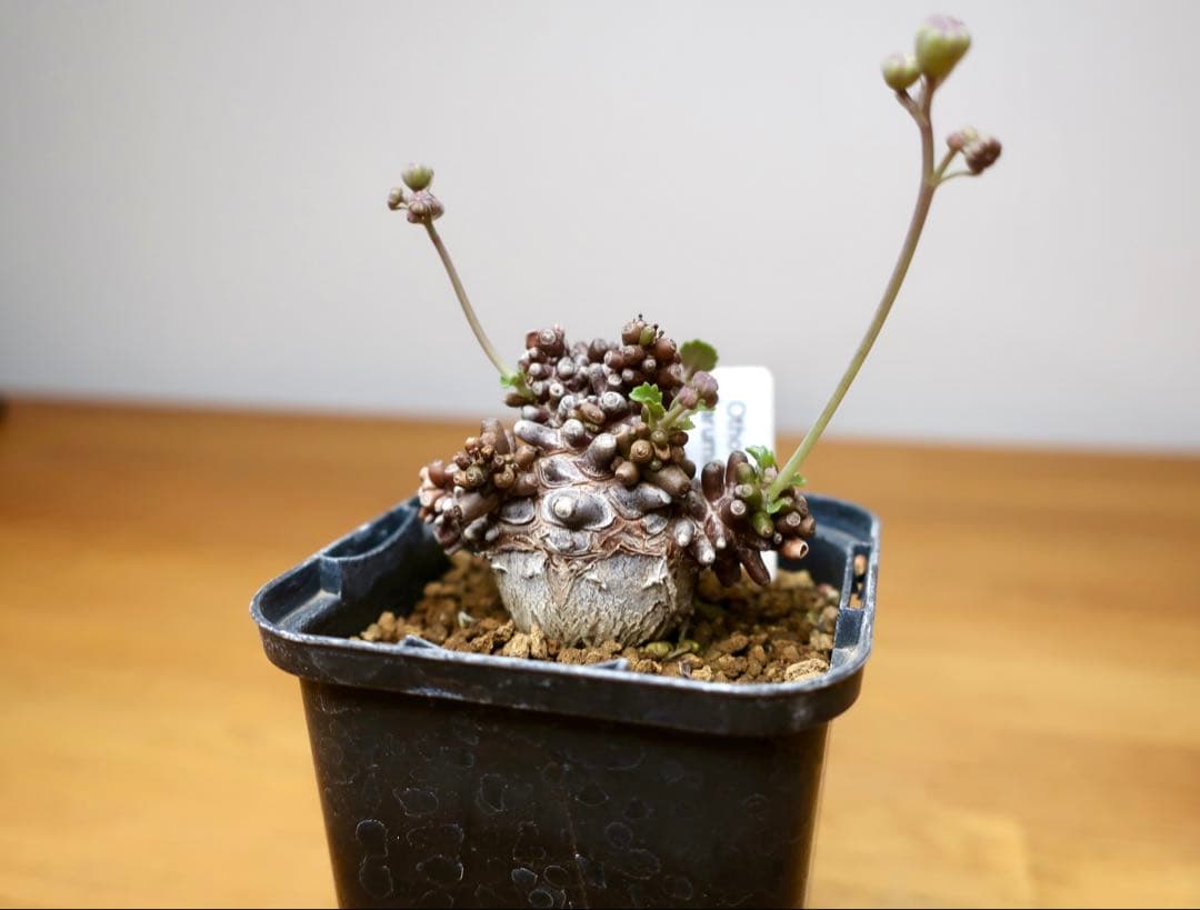 コレクション 現地株 オトンナ アルミアナ 管理5年目②