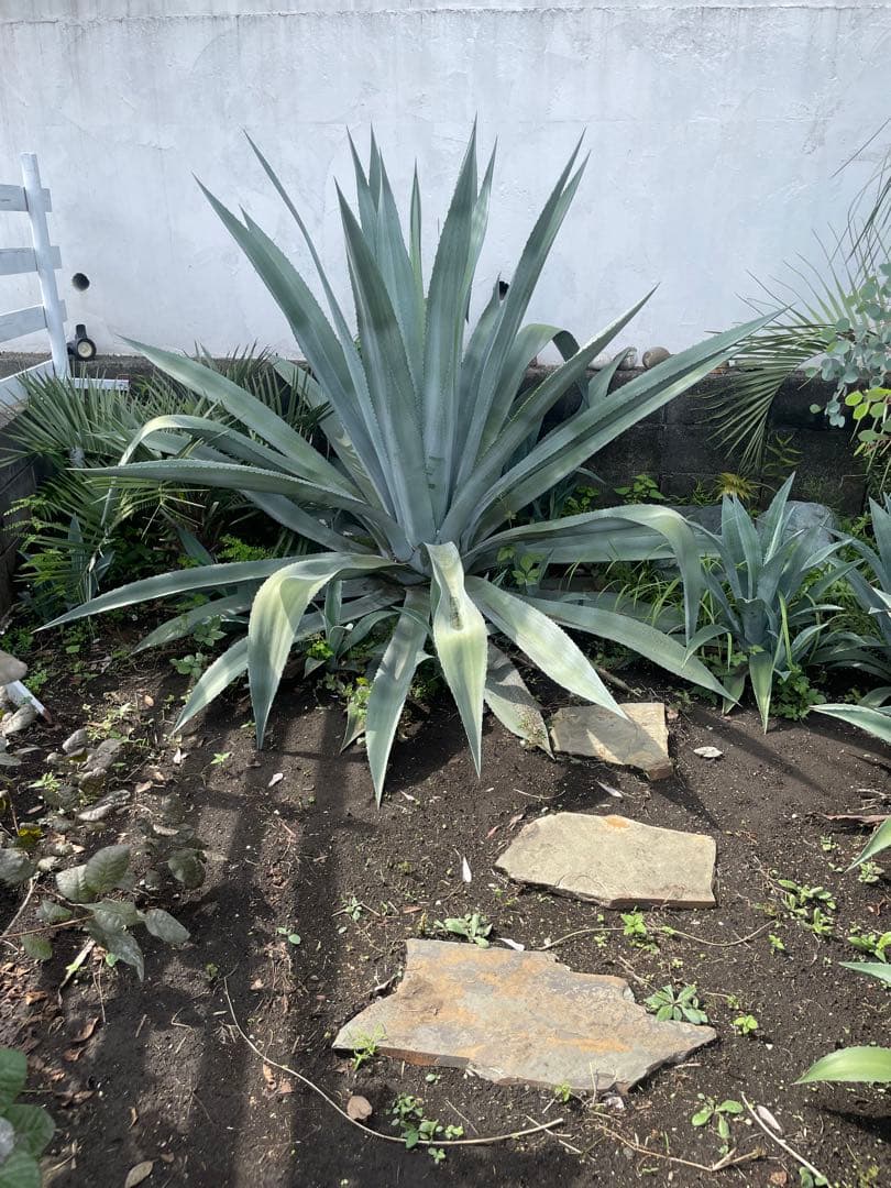 特大　アガべ　リュウゼツラン　アメリカーナ　【横浜市引き取り可能な方】