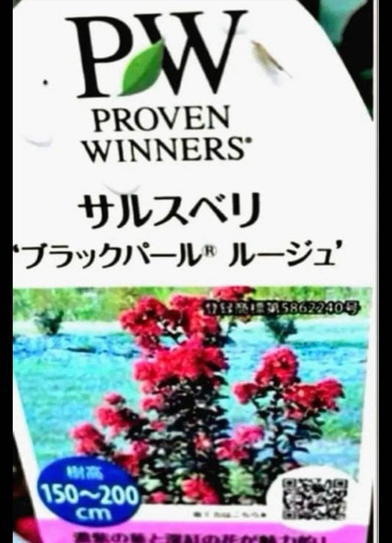 PW サルスベリ 百日紅 ブラックパール ルージュ レッド*深紅