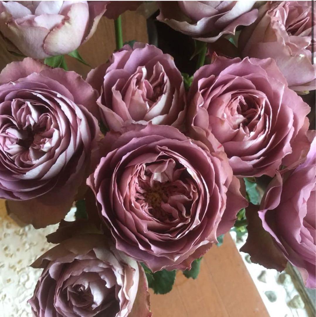 カッコイイ薔薇