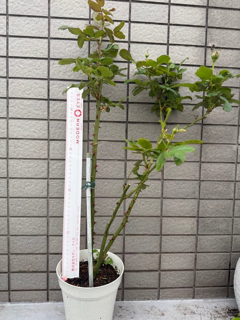 カッコイイ薔薇