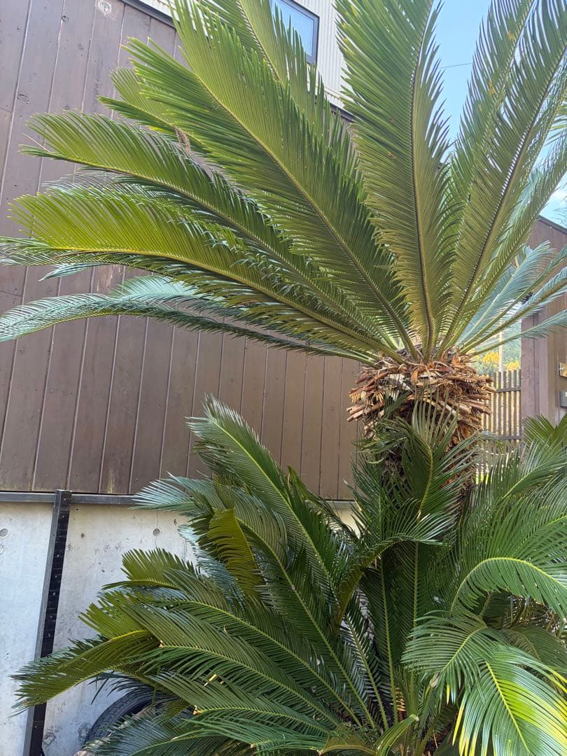 引き取りのみソテツ大株◇ドライガーデン南国リゾート島アガベ ユッカ　ヤシ西海岸