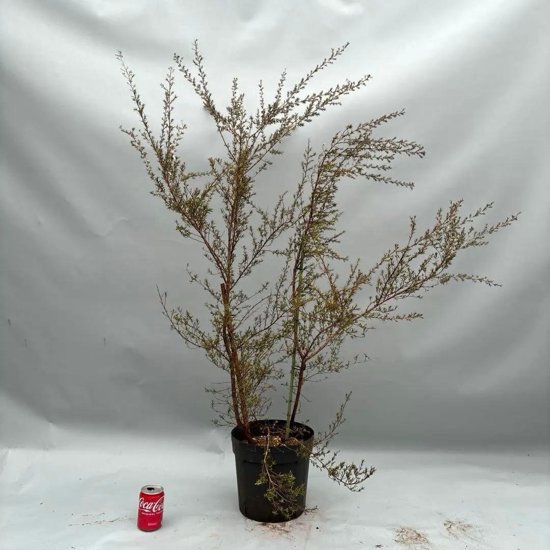 ギョリュウバイ　白花　八重