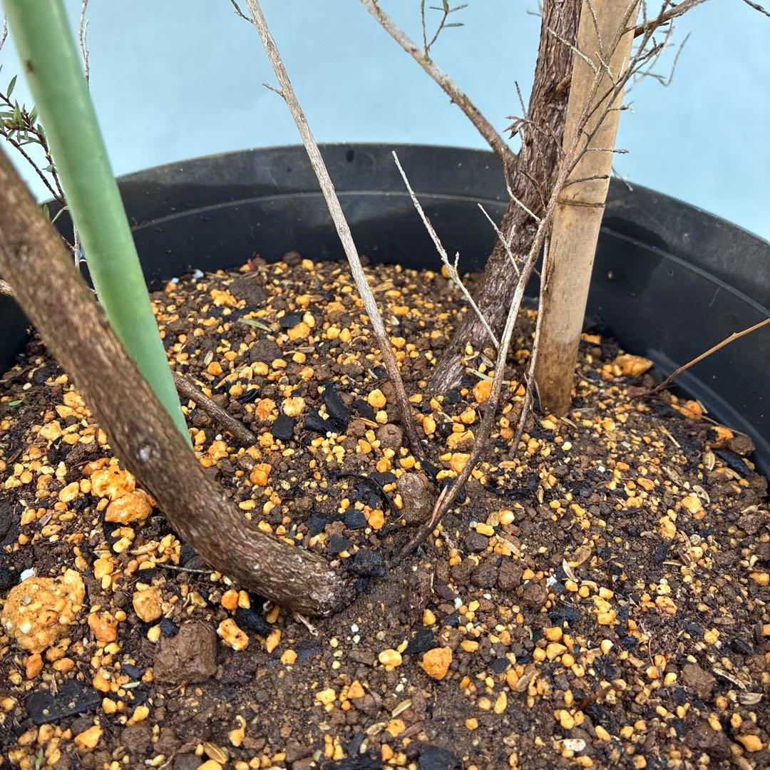 ギョリュウバイ　白花　八重