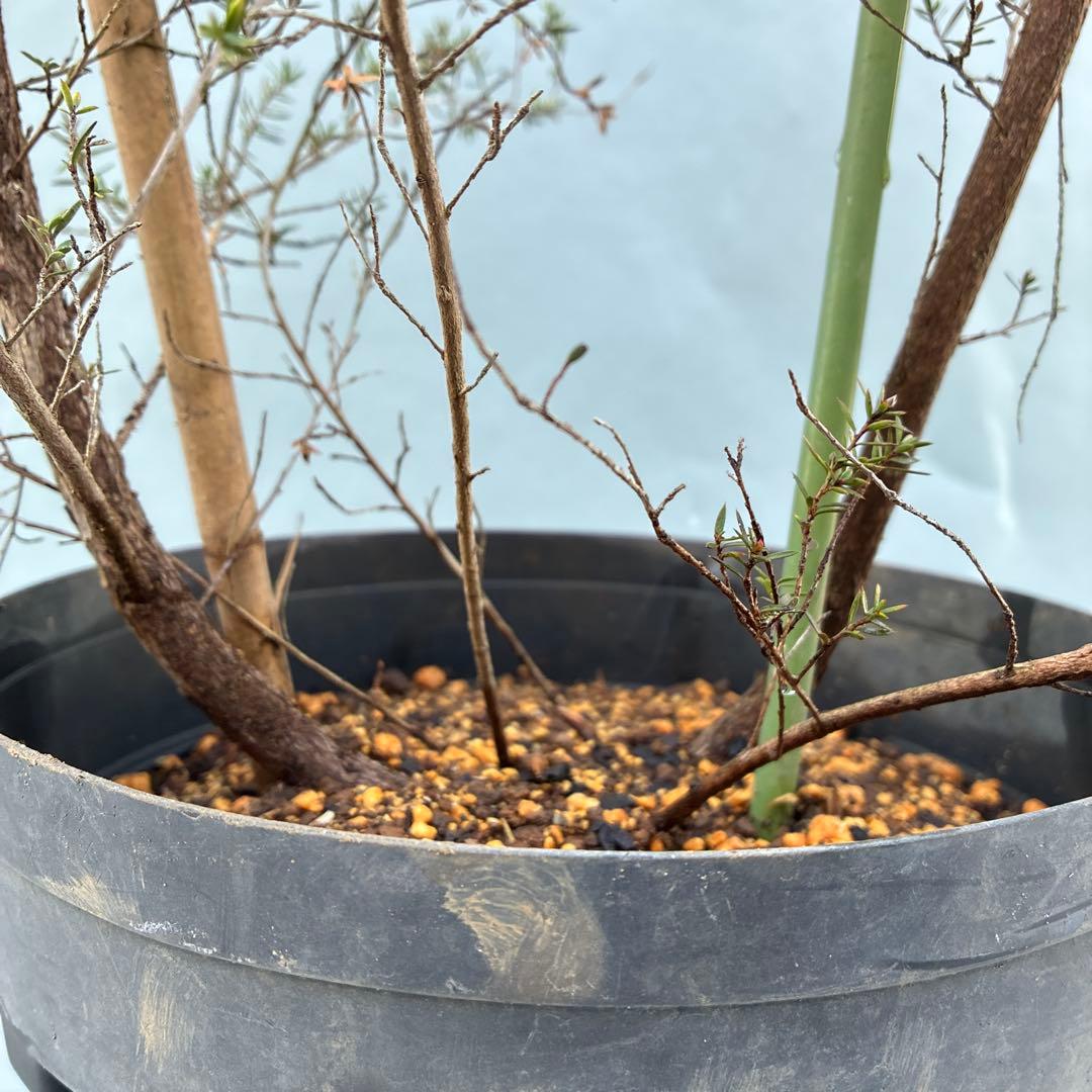 ギョリュウバイ　白花　八重